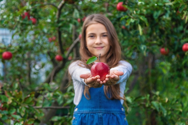 A child harvests apples in the garden Selective focus