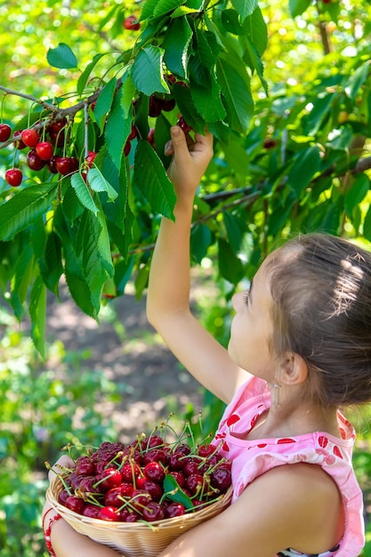 A child harvests cherries in the garden Selective focus