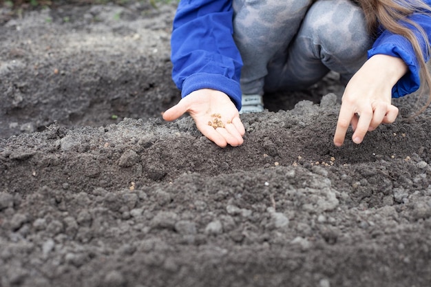 子供はビートの種をベッドに植えるのを手伝います