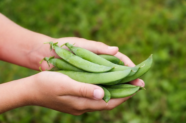 Child in his hands holds pods of green peas on a farm field