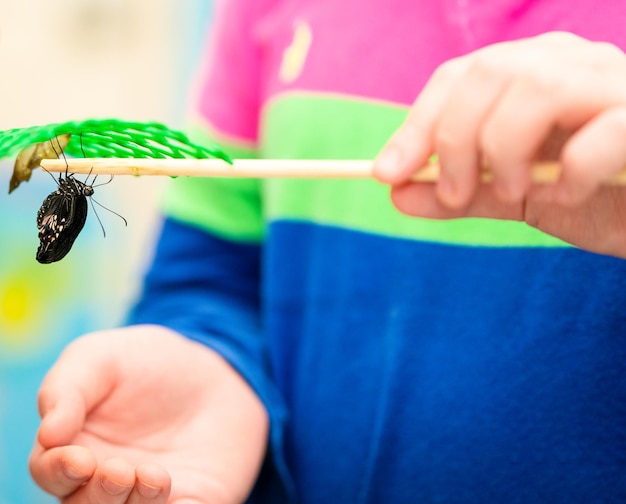 Child holding butterfly on chopstick insect with happiness