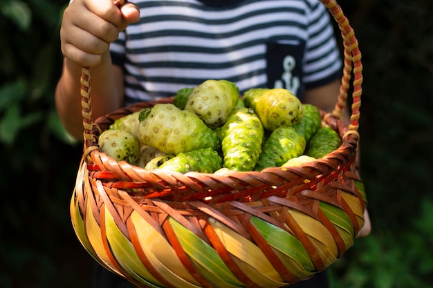 Child holding noni basket in his hand.