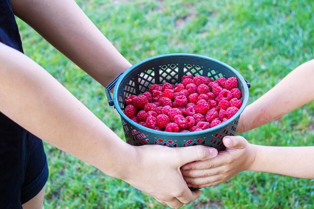 Child holding raspberries in his hands.selective focus.food