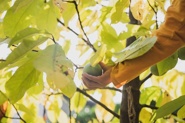 Bambino che tiene la maturazione del frutto di asimina che cresce su un albero della zampa della zampa