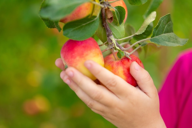 Child holds apples hanging on a tree branch in his hands. Harvesting in an orchard.