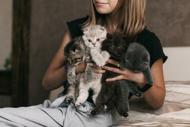 The child holds beautiful British kittens of different colors in the hands of a girl