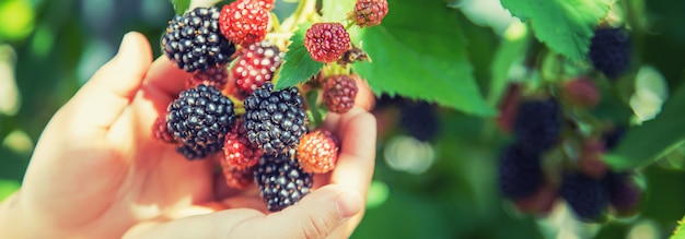 The child holds blackberries in the hands. Selective focus.