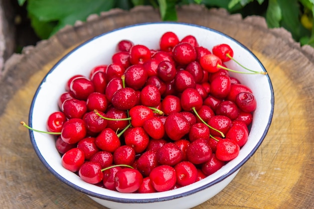 The child holds a bowl with freshly picked cherries