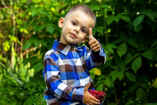 Child holds a bowl with ripe raspberries organic product on the farm.