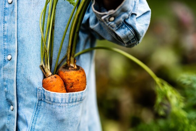 Photo a child holds a bunch of carrots vegetables in his hands dirty handing picking carrots