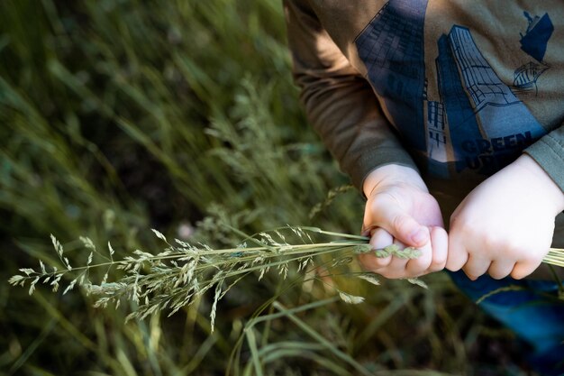 A child holds a bunch of grass in a field