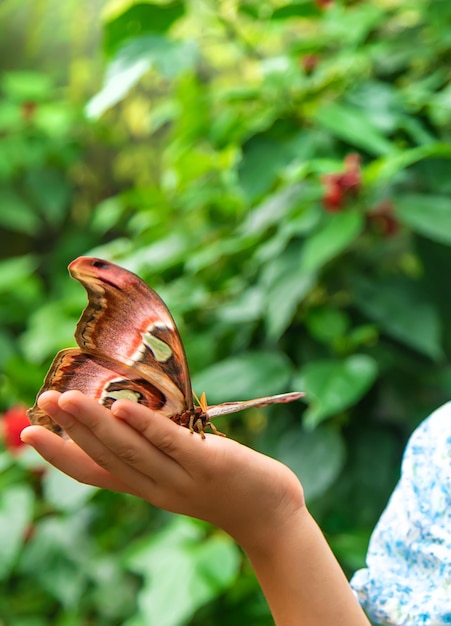 Child holds a butterfly on their hand Coscinocera hercules Selective focus