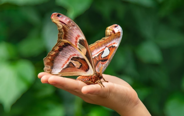 Child holds a butterfly on their hand Coscinocera hercules Selective focus