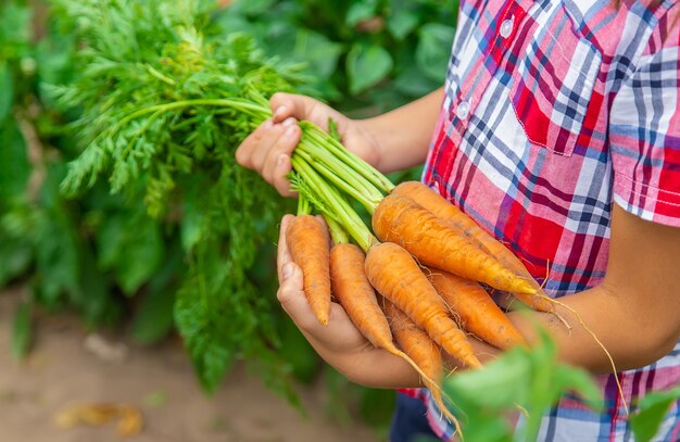 The child holds the carrot in his hands in the garden. Selective focus.