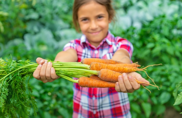 The child holds the carrot in his hands in the garden. Selective focus.