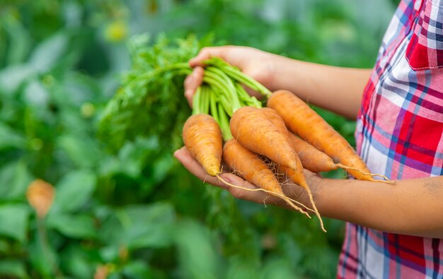 The child holds the carrot in his hands in the garden. Selective focus.