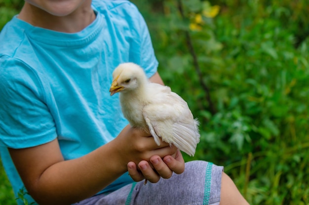 A child holds a chicken in his hands a boy and a bird