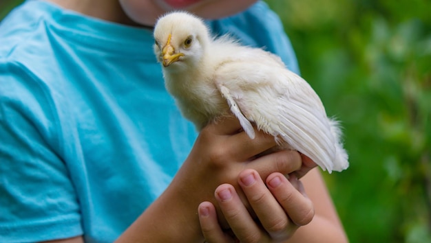 A child holds a chicken in his hands a boy and a bird