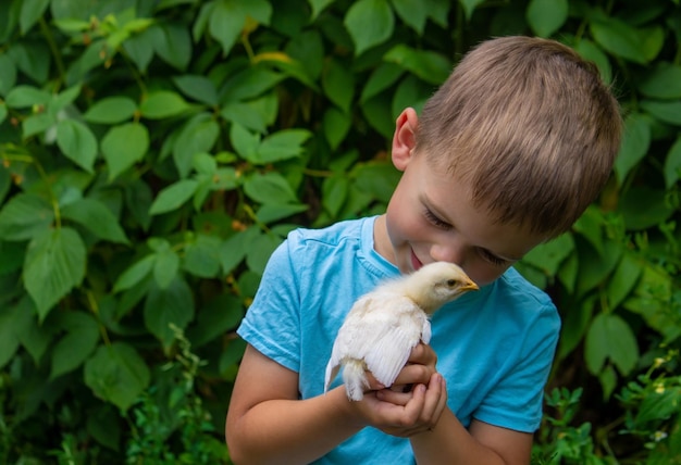 A child holds a chicken in his hands A boy and a bird