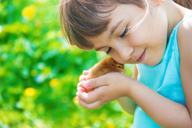 The child holds a chicken in his hands. selective focus.