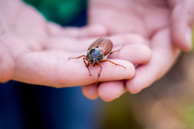 Child holds  cockchafer in his hands. Love of nature. Care for animals