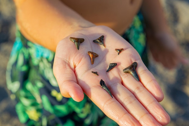 A child holds a collection of fossilized shark teeth in his hand