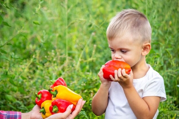 子供は手に新鮮な野菜を持ってコショウの選択的な焦点を食べる