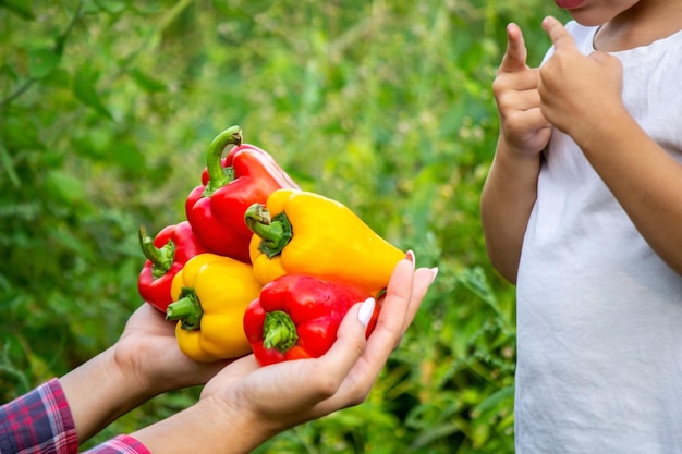 子供は手に新鮮な野菜を持ってコショウの選択的な焦点を食べる