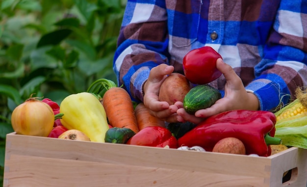 A child holds a harvest of vegetables in his hands Selective focus