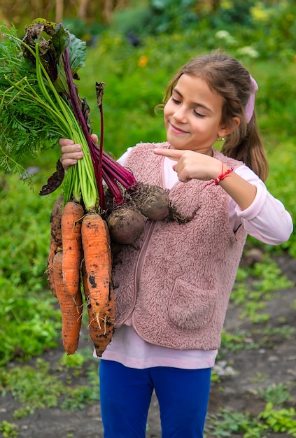 The child holds in his hands a harvest of carrots and beets. Selective focus. Food.