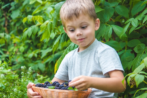 Ребенок держит в руках деревянную миску с черной малиной в саду летом
