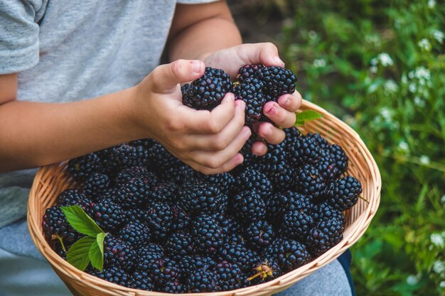 The child holds in his hands a wooden bowl with black raspberries in the garden in summer