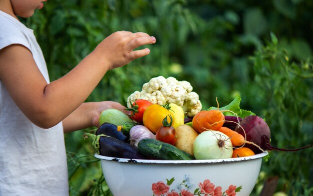 아이는 정보 야채를 손에 들고 있습니다. 농장에서 그릇에 야채입니다. 농장에서 유기농 제품입니다. 선택적 초점입니다. 자연