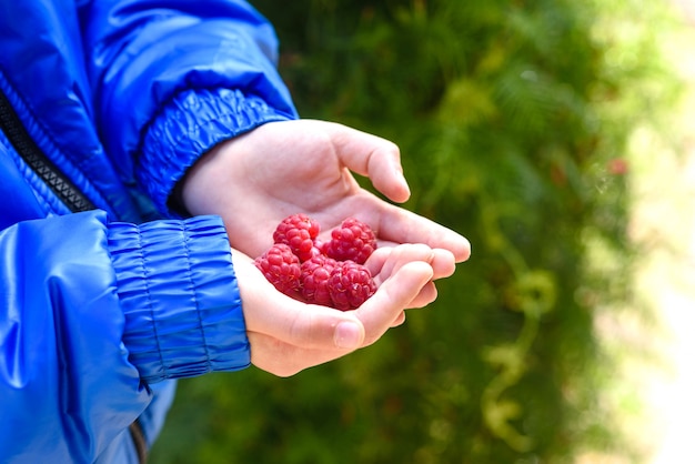 Photo a child holds a large raspberries in his palm