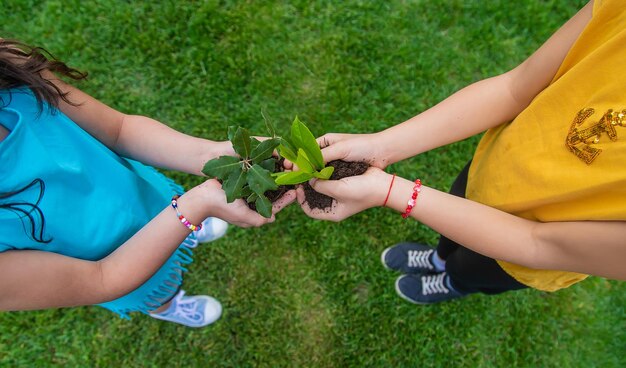 Photo the child holds the plant and soil in his hands selective focus