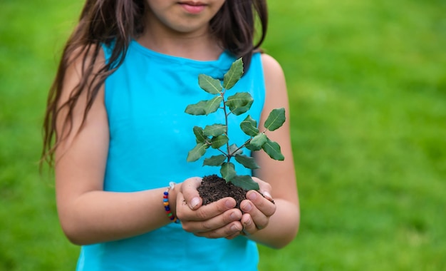 The child holds the plant and soil in his hands Selective focus