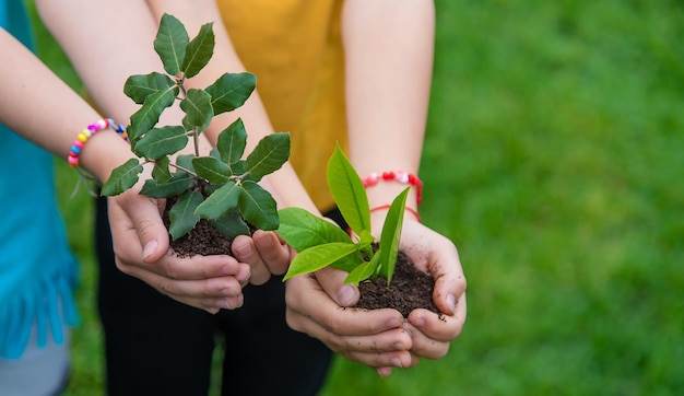 The child holds the plant and soil in his hands Selective focus