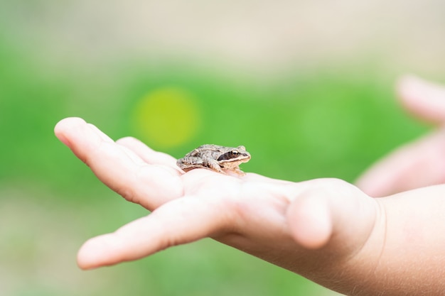 子供が小さなカエルを手に持っている