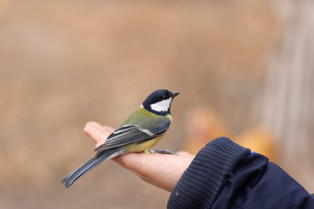 The child holds a titmouse in his hands