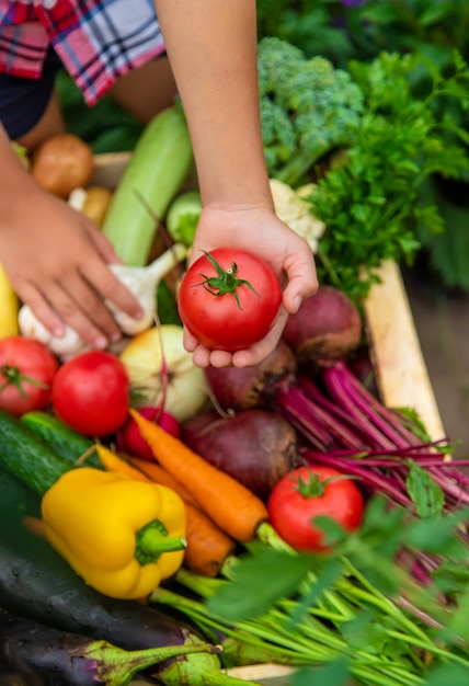 The child holds vegetables in his hands in the garden. Selective focus. Nature.