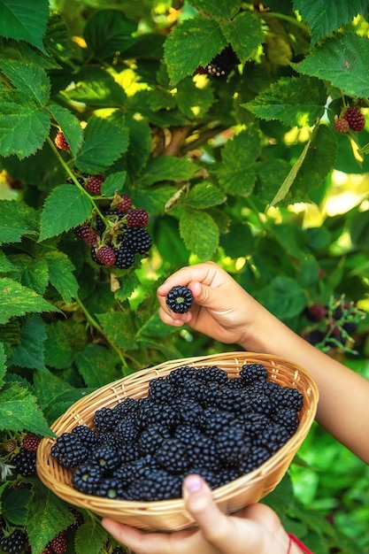 The child is harvesting blackberries in the garden. Selective focus. Food.