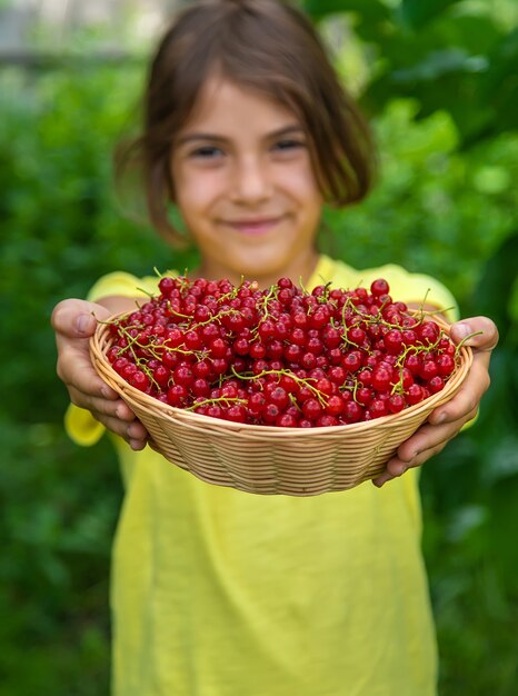 The child is harvesting red currants. Selective focus. Food.