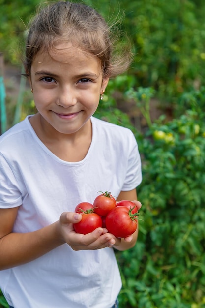 The child is harvesting tomatoes in the garden. Selective focus. Kid.