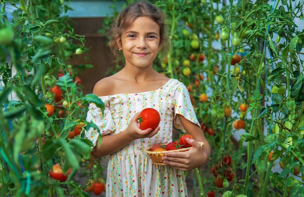 아이가 토마토를 수확하고 있습니다. 선택적 초점입니다. 어린이.