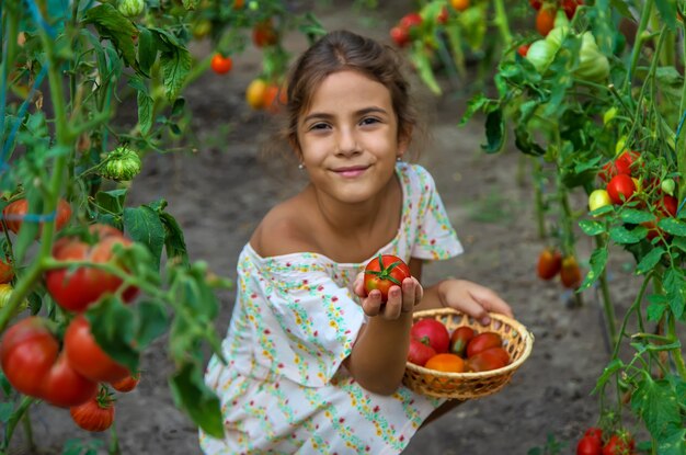 아이가 토마토를 수확하고 있습니다. 선택적 초점입니다. 어린이.