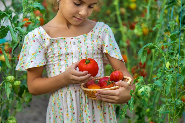 子供はトマトを収穫しています。セレクティブフォーカス。子供。