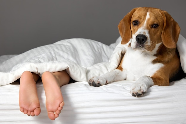 Child is hiding on bed under a warm blanket only the feet of feet stick out an adult beagle dog lies next to him Dog and a child are resting on the bed covered with a blanket