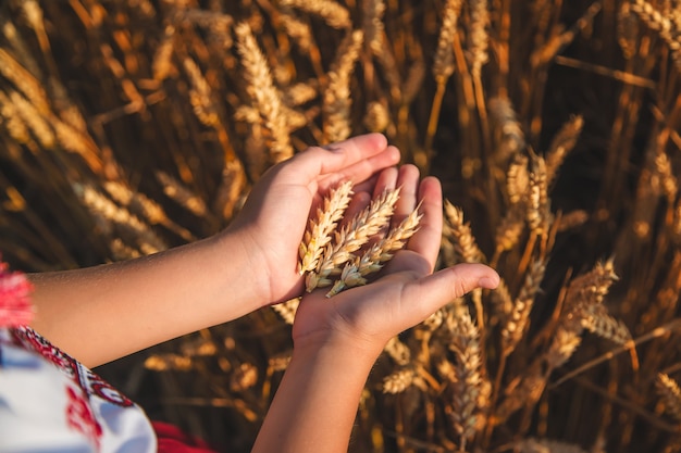 子供は小麦の穂を手に持っています。セレクティブフォーカス。