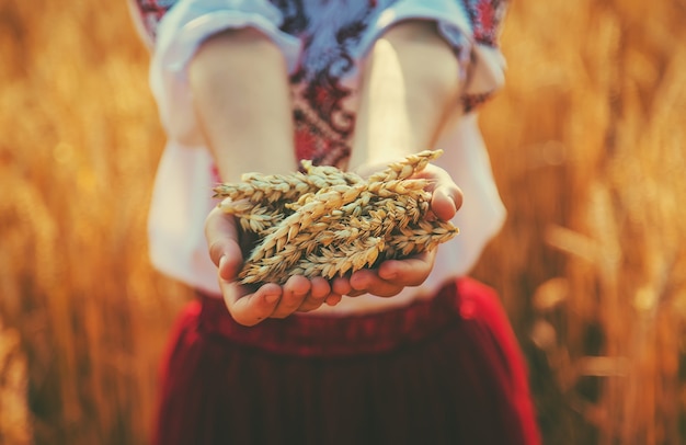 Ребенок держит в руках колосья пшеницы. Выборочный фокус.