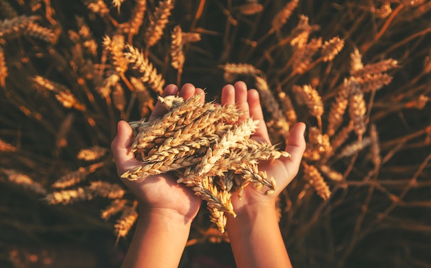 Photo the child is holding ears of wheat in his hands. selective focus.